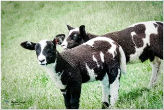 Dieses Foto ist als kostenloser Download (ohne Rand und Signatur) im Originalformat oder als Print zum Kauf/Mieten in meinem Shop auf <a href="https://butlaix.de/produkt/fotografie-schwarzweiss-laemmer-no-1/" target="_blank" rel="noreferrer noopener" >BUTLAIX_media</a> verfügbar. Zwei schwarz-weiß gefleckte Lämmer stehen eng beieinander auf einer grünen Wiese, eines schaut direkt in die Kamera, das andere reckt den Kopf über die Schulter des ersten.