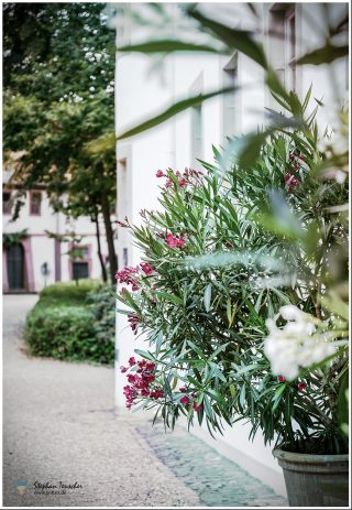 Dieses Foto ist als kostenloser Download (ohne Rand und Signatur) im Originalformat oder als Print zum Kauf/Mieten in meinem Shop auf <a href="https://butlaix.de/produkt/fotografie-schloss-fuerstenau-bei-michelstadt-no-5/" target="_blank" rel="noreferrer noopener">BUTLAIX_media</a> verfügbar. Blühender Oleander mit roten Blüten in einem Kübel vor weißer Hauswand. Im unscharfen Hintergrund ein gepflasterter Platz mit Bäumen und historischen Gebäuden.