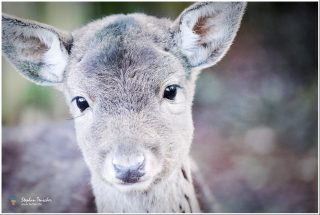 Nahaufnahme eines jungen Rehs mit großen dunklen Augen und aufgestellten Ohren, das direkt in die Kamera blickt. Weicher, unscharfer Hintergrund in Grün- und Brauntönen.