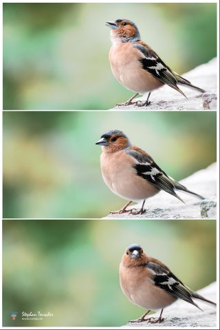 Dieses Foto ist als kostenloser Download (ohne Rand und Signatur) im Originalformat oder als Print zum Kauf/Mieten in meinem Shop auf <a href="https://butlaix.de/produkt/fotografie-fink-no-1-3/" target="_blank" rel="noreferrer noopener" >BUTLAIX_media</a> verfügbar. Dreiteilige Fotoserie eines männlichen Buchfinken auf hellem Stein: singend, ruhend und frontal blickend, vor grünem Bokeh-Hintergrund.