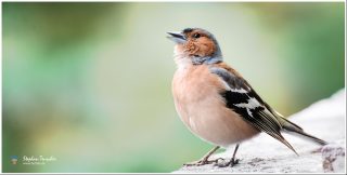 Dieses Foto ist als kostenloser Download (ohne Rand und Signatur) im Originalformat oder als Print zum Kauf/Mieten in meinem Shop auf <a href="https://butlaix.de/produkt/fotografie-fink-no-1/" target="_blank" rel="noreferrer noopener" >BUTLAIX_media</a> verfügbar. Männlicher Buchfink auf hellem Stein, Schnabel geöffnet, rostbraune Brust, blaugrauer Kopf, schwarz-weiße Flügelzeichnung, vor unscharfem grünem Hintergrund, Nahaufnahme.