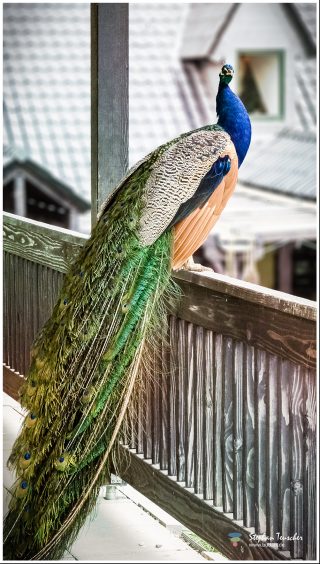 Dieses Foto ist als kostenloser Download (ohne Rand und Signatur) im Originalformat oder als Print zum Kauf/Mieten in meinem Shop auf <a href="https://butlaix.de/produkt/fotografie-schloss-weilburg-no-11/" target="_blank" rel="noreferrer noopener" >BUTLAIX_media</a> verfügbar. Männlicher Pfau mit leuchtend blauem Kopf und langer, herabhängender Schleppfeder auf einem Holzgeländer sitzend, im Hintergrund unscharfe Gebäudedächer.