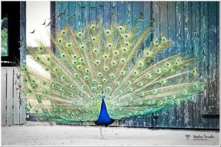 Dieses Foto ist als kostenloser Download (ohne Rand und Signatur) im Originalformat oder als Print zum Kauf/Mieten in meinem Shop auf <a href="https://butlaix.de/produkt/fotografie-blauer-pfau-no-7/" target="_blank" rel="noreferrer noopener" >BUTLAIX_media</a> verfügbar. Männlicher Pfau in voller Radstellung vor verwitterter blaugrauer Holzscheune, vollständig aufgefächertes Federrad mit zahlreichen grün-goldenen Augenflecken, auf hellem Sandboden.