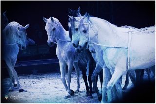 Dieses Foto ist als kostenloser Download (ohne Rand und Signatur) im Originalformat oder als Print zum Kauf/Mieten in meinem Shop auf <a href="https://butlaix.de/produkt/fotografie-weltweihnachtscircus-in-stuttgart-no-3/" target="_blank" rel="noreferrer noopener" >BUTLAIX_media</a> verfügbar. Mehrere weiße Pferde mit Zaumzeug in einer Zirkusmanege, dramatisch in Blautönen beleuchtet. Die dunkle Kulisse und das blaue Licht verleihen der Darbietung eine mystische, zauberhafte Atmosphäre.