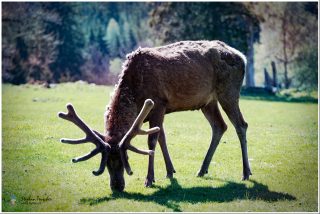 Dieses Foto ist als kostenloser Download (ohne Rand und Signatur) im Originalformat oder als Print zum Kauf/Mieten in meinem Shop auf <a href="https://www.baden-wuerttemberg.datenschutz.de">https://www.baden-wuerttemberg.datenschutz.de</a> verfügbar. Rothirsch mit großem Geweih grast auf einer grünen Wiese, im Hintergrund Nadelbäume und Waldrand bei Sonnenschein.