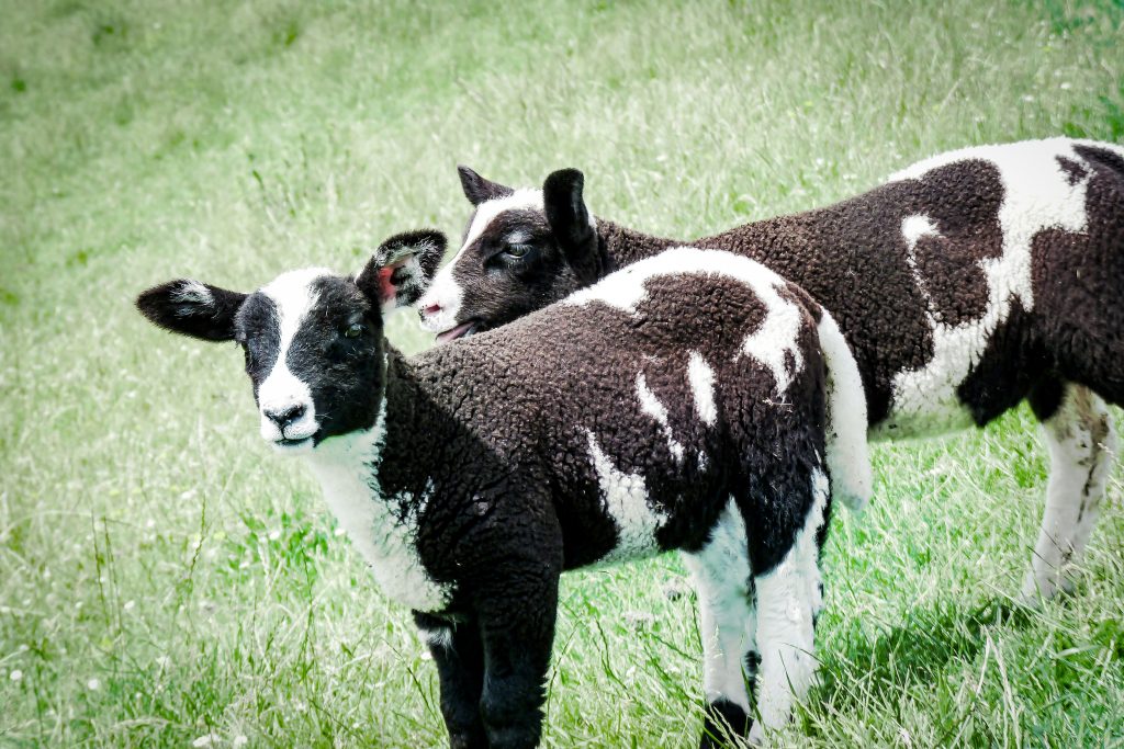Zwei schwarz-weiß gefleckte Lämmer stehen eng beieinander auf einer grünen Wiese, eines schaut direkt in die Kamera, das andere reckt den Kopf über die Schulter des ersten.