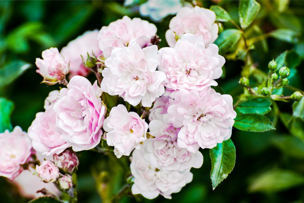 Nahaufnahme eines Straußes zartrosa Polyantha-Rosen mit dicht gefüllten Blüten in verschiedenen Blühstadien, umgeben von dunkelgrünem Laub und kleinen Knospen im Garten.
