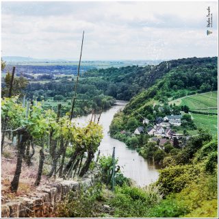 Dieses Foto ist als kostenloser Download (ohne Rand und Signatur) im Originalformat oder als Print zum Kauf/Mieten in meinem Shop auf <a href="https://butlaix.de/produkt/fotografie-neckar-no-1-vintage-style/" target="_blank" rel="noreferrer noopener" >BUTLAIX_media</a> verfügbar. Blick von einem steilen Weinberg auf ein Flusstal mit kleinem Dorf am Ufer. Rebstöcke im Vordergrund, bewaldete Hügel und weitere Weinberge im Hintergrund unter bewölktem Himmel.