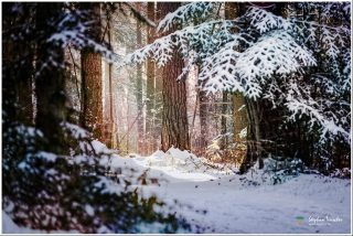 Dieses Foto ist als kostenloser Download (ohne Rand und Signatur) im Originalformat oder als Print zum Kauf/Mieten in meinem Shop auf <a href="https://butlaix.de/produkt/fotografie-winterstimmung-no-6/" target="_blank" rel="noreferrer noopener" >BUTLAIX_media</a> verfügbar. Verschneiter Winterwald mit schneebedeckten Tannenzweigen im Vordergrund, hohen Baumstämmen und sanftem Licht, das durch die Bäume fällt. Weißer Schnee bedeckt den Waldboden.