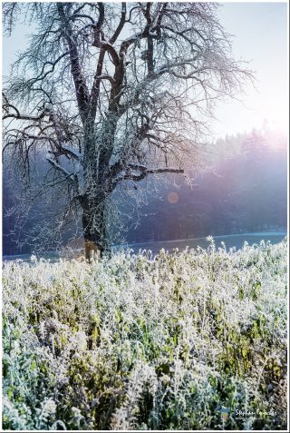 Dieses Foto ist als kostenloser Download (ohne Rand und Signatur) im Originalformat oder als Print zum Kauf/Mieten in meinem Shop auf <a href="https://butlaix.de/produkt/fotografie-winterstimmung-no-11/" target="_blank" rel="noreferrer noopener" >BUTLAIX_media</a> verfügbar. Winterlandschaft mit kahlem Baum, dessen Äste mit Raureif bedeckt sind. Im Vordergrund frostbedeckte Sträucher, im Hintergrund Nadelwald. Sonnenlicht durchbricht den Dunst und erzeugt sanfte Lichtreflexe.