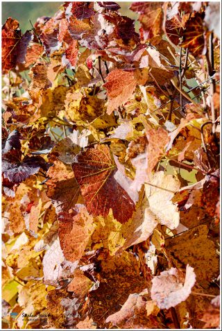 Dicht belaubte Weinreben in herbstlicher Färbung: Die Blätter zeigen ein Farbenspiel aus Rot, Orange, Gelb und Braun. Metalldrähte des Spaliers sind erkennbar; im Hintergrund verschwommenes Grün.